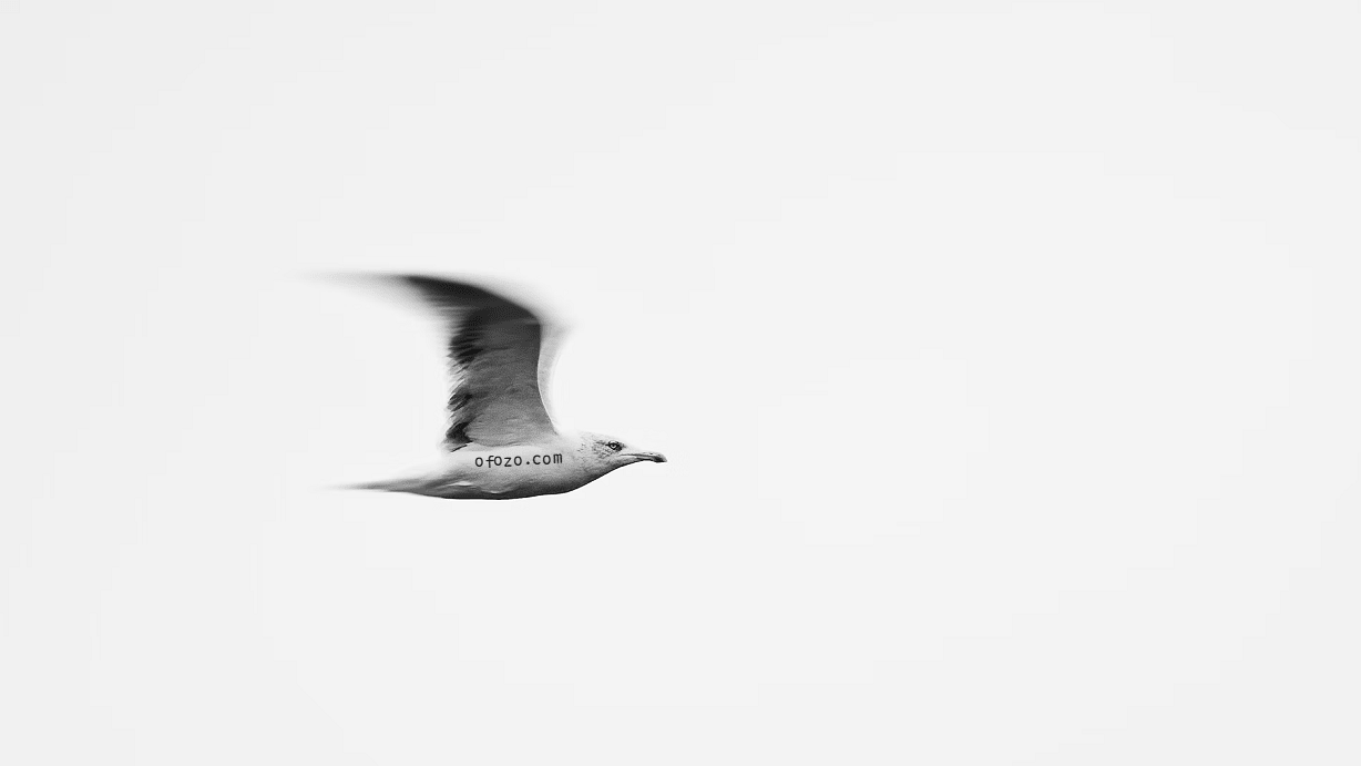 flyingbird飞鸟加速2025年中秋国庆节优惠促销低至6.4折 - 第1张图片